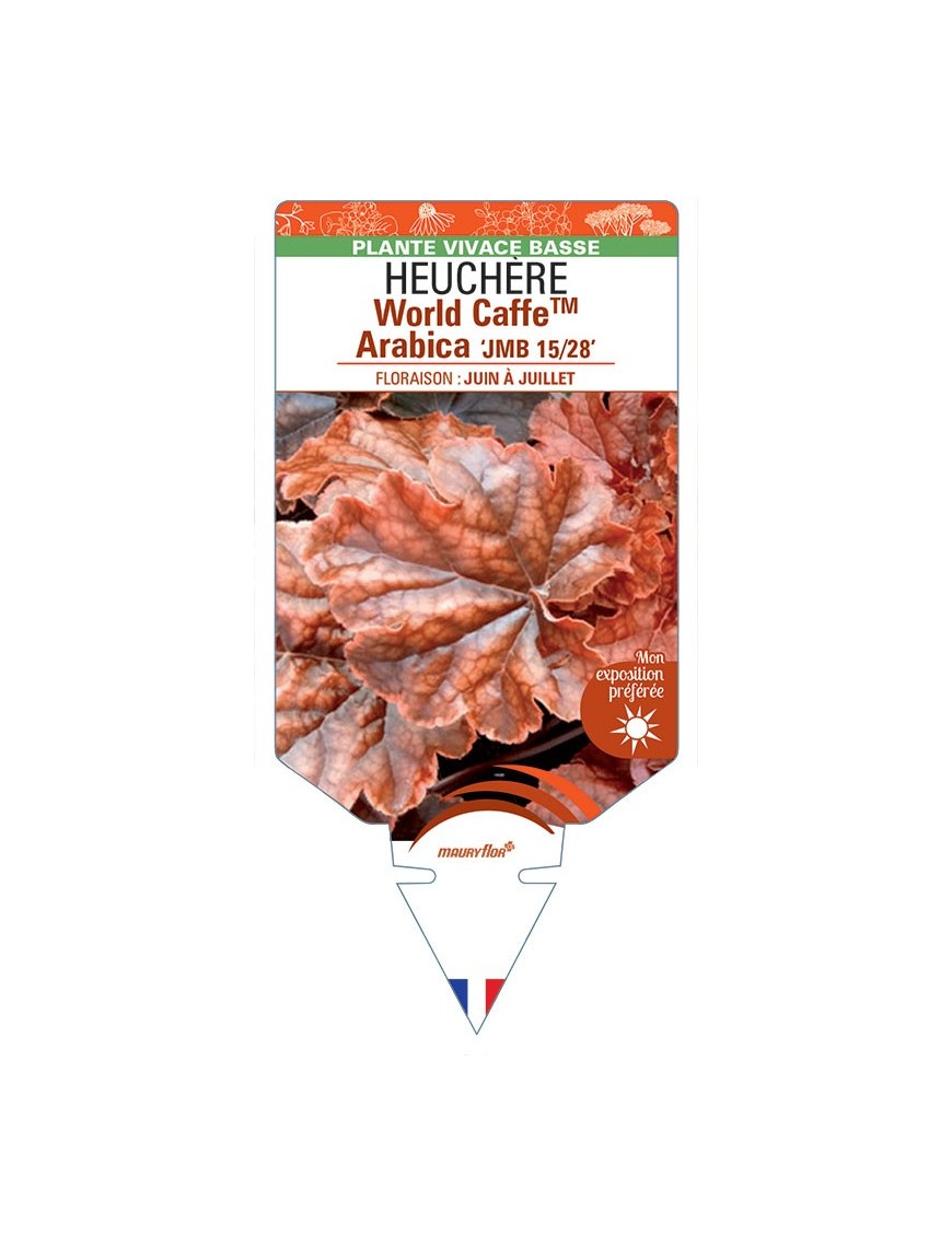 HEUCHERA World CaffeTM Arabica JMB 15/28