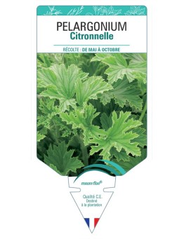 PELARGONIUM CITRONNELLE