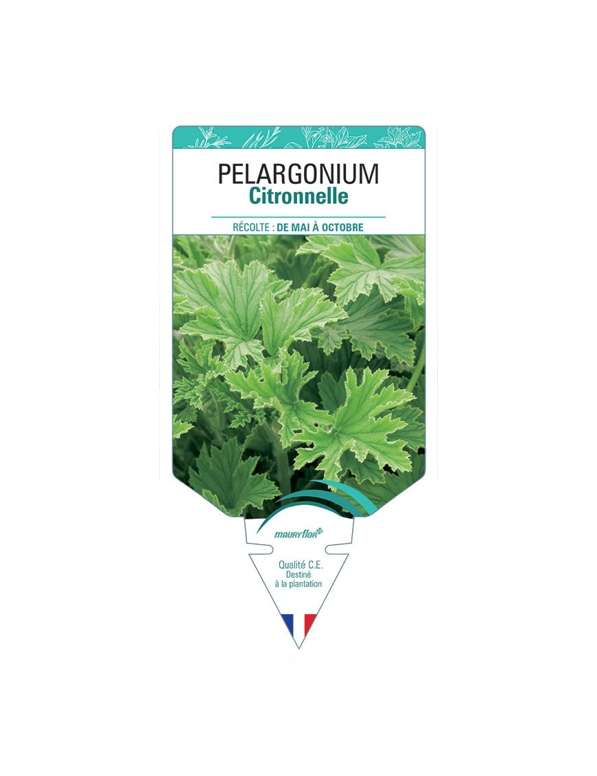PELARGONIUM CITRONNELLE