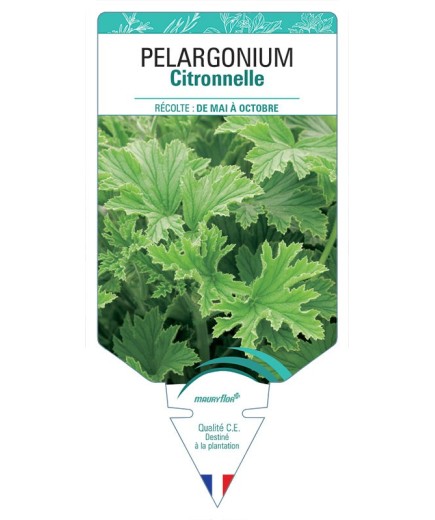 PELARGONIUM CITRONNELLE