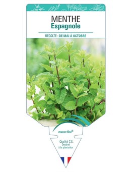 MENTHE ESPAGNOLE