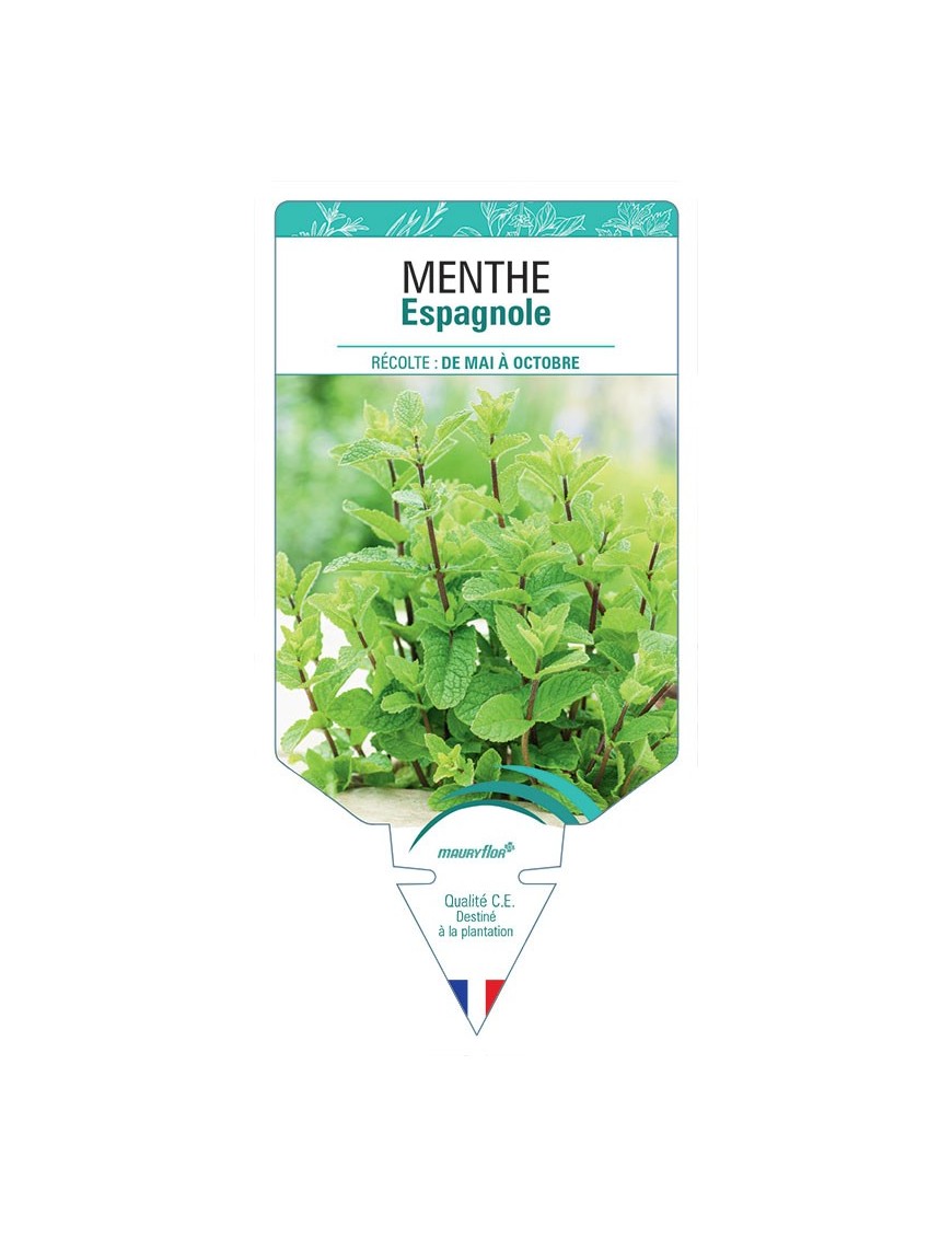 MENTHE ESPAGNOLE