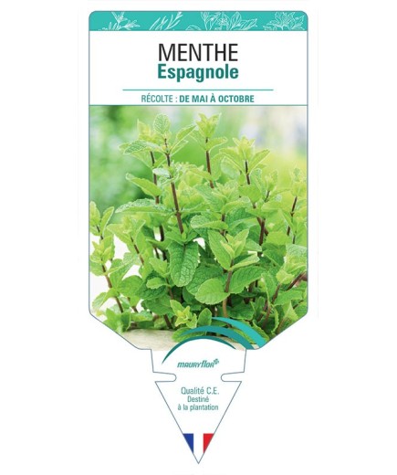 MENTHE ESPAGNOLE