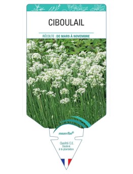 CIBOULAIL