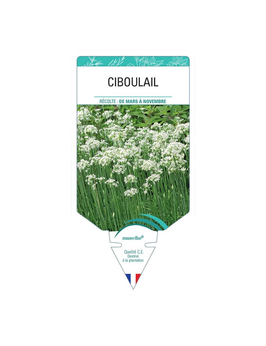 CIBOULAIL