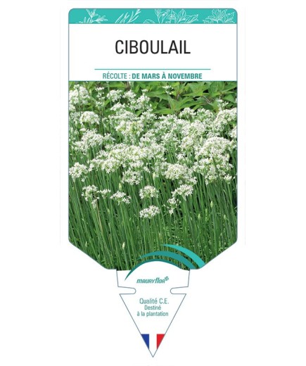 CIBOULAIL