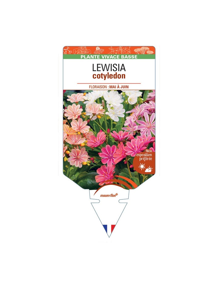 LEWISIA cotyledon (Hybrides)