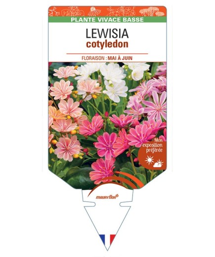 LEWISIA cotyledon (Hybrides)