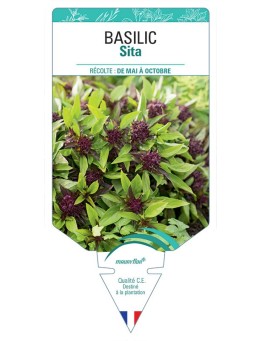 BASILIC SITA