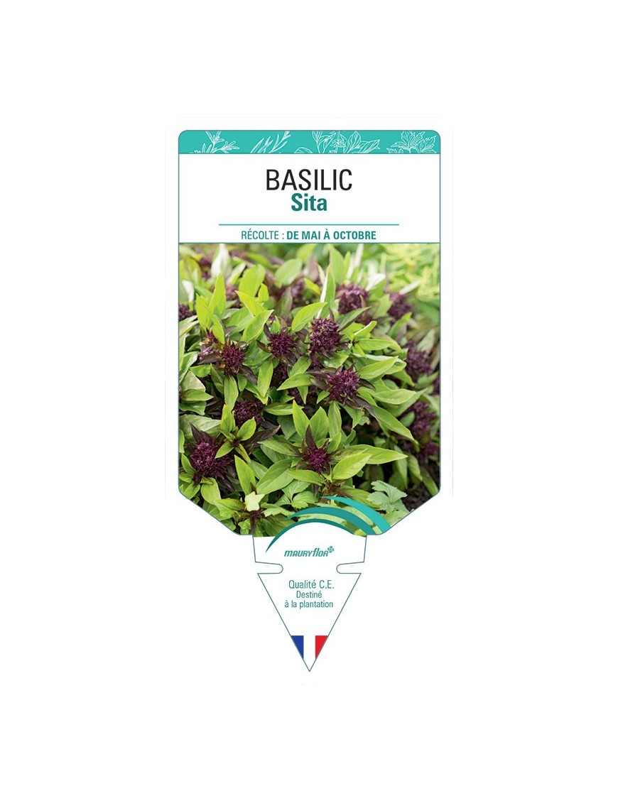 BASILIC SITA