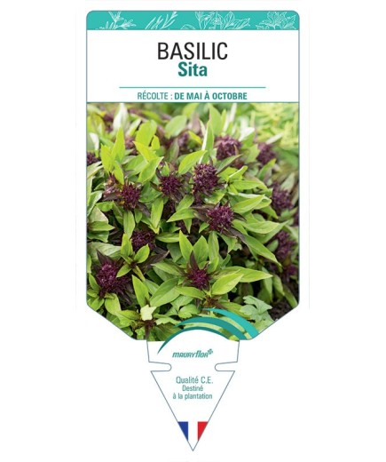 BASILIC SITA