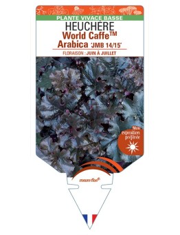 HEUCHERA World CaffeTM Arabica JMB 14/15