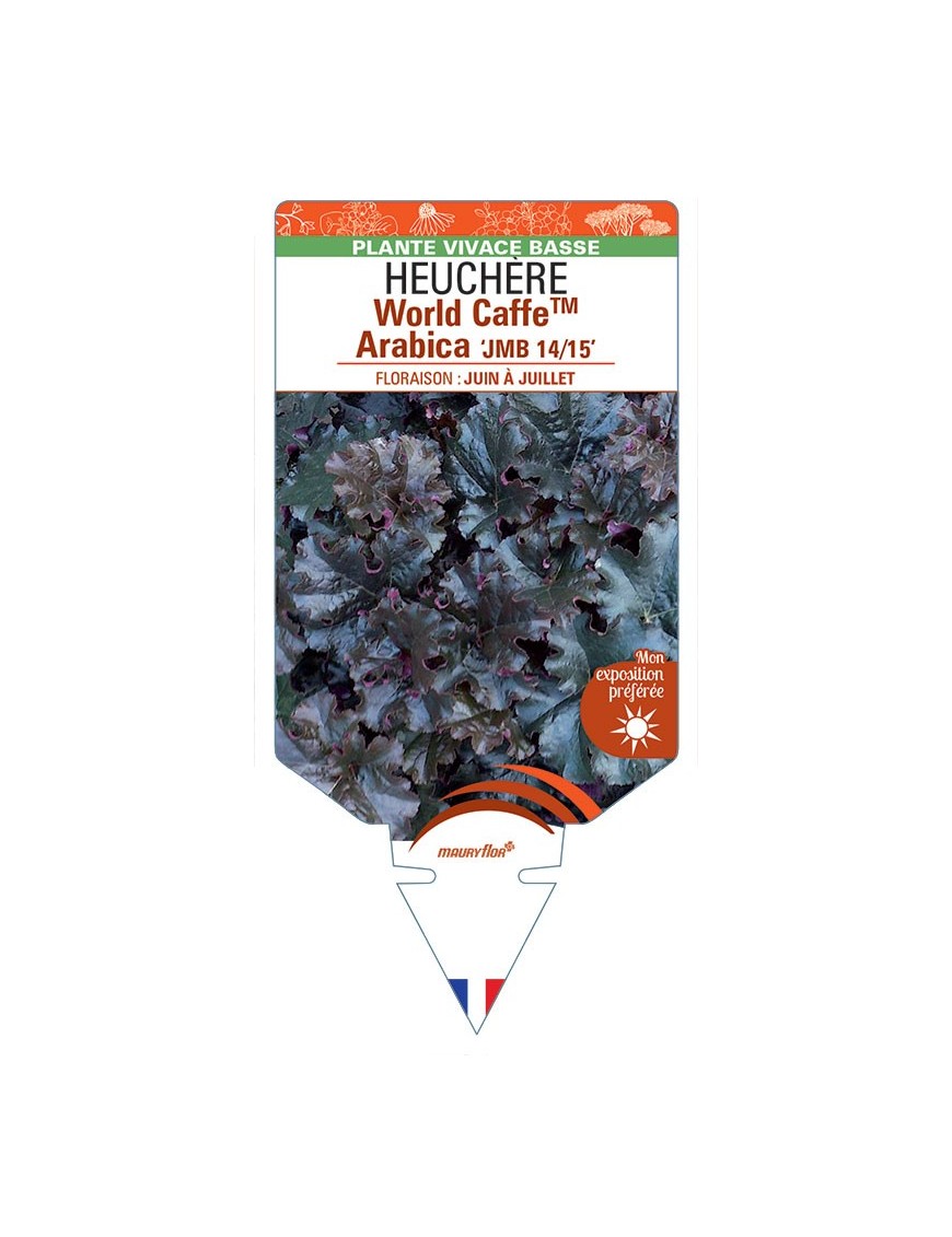 HEUCHERA World CaffeTM Arabica JMB 14/15