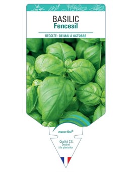 BASILIC FENCESIL