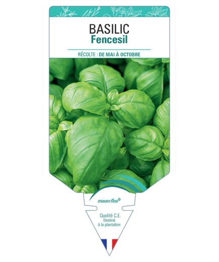 BASILIC FENCESIL
