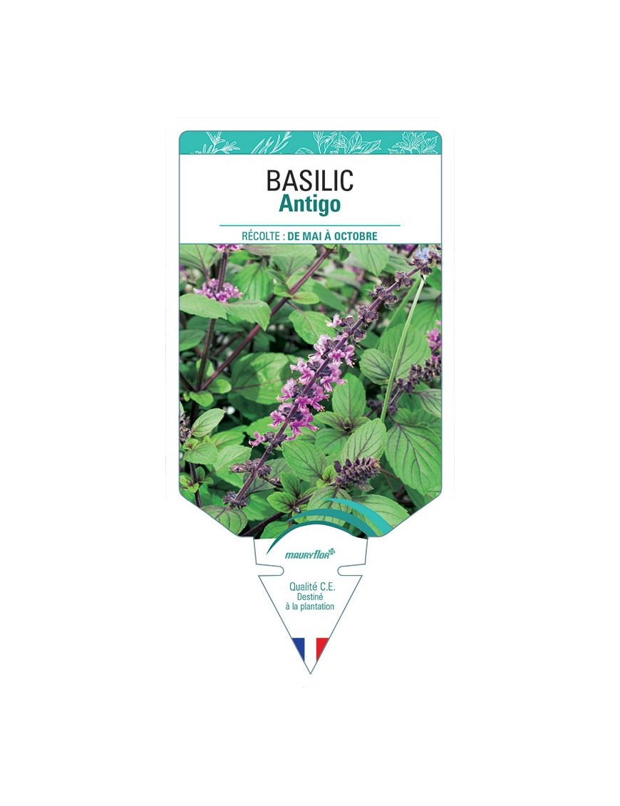 BASILIC ANTIGO