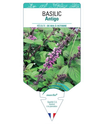 BASILIC ANTIGO