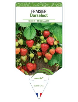 FRAISIER DARSELECT