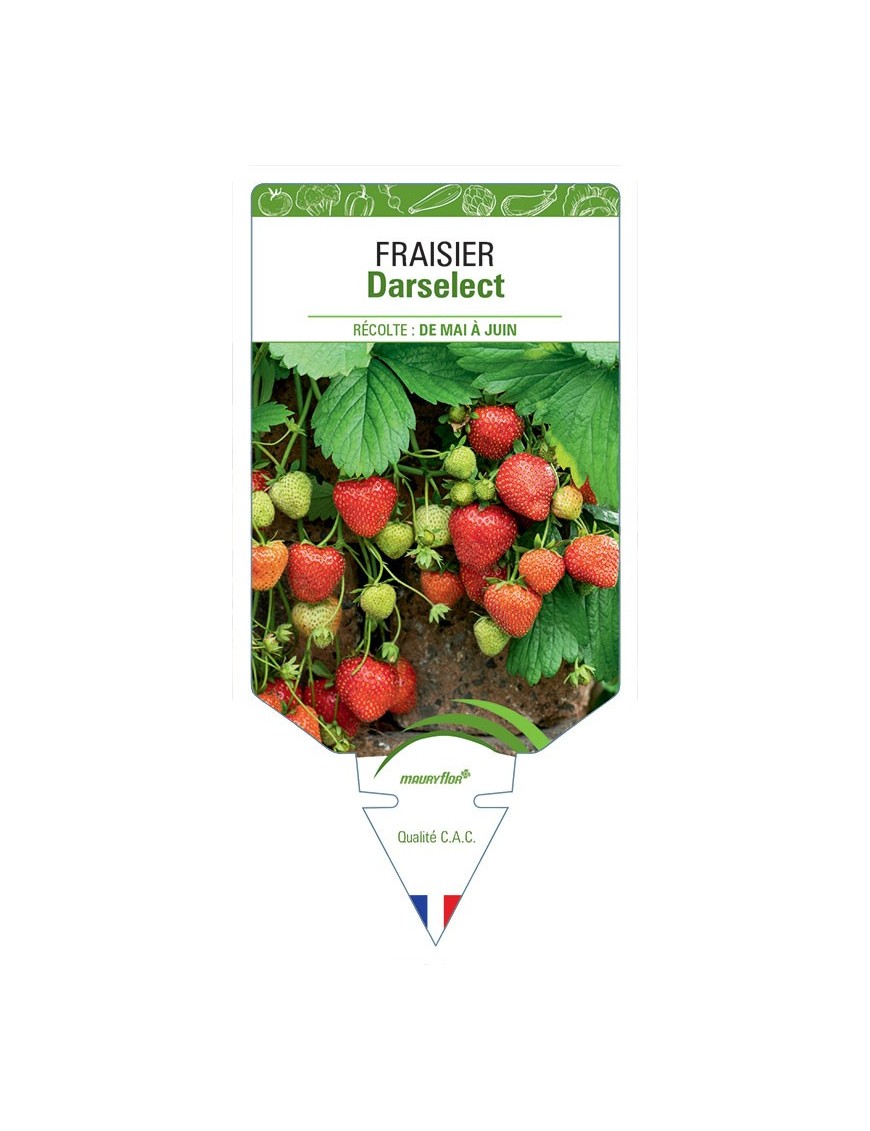 FRAISIER DARSELECT