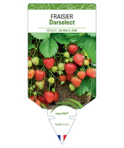 FRAISIER DARSELECT
