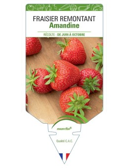 FRAISIER AMANDINE