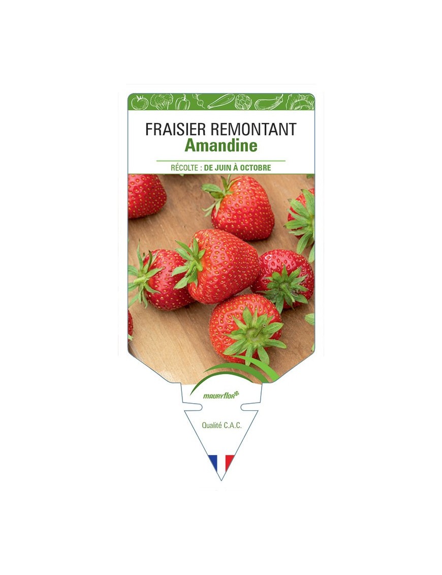FRAISIER AMANDINE