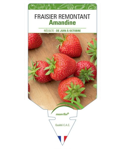 FRAISIER AMANDINE