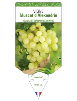 VIGNE MUSCAT D'ALEXANDRIE