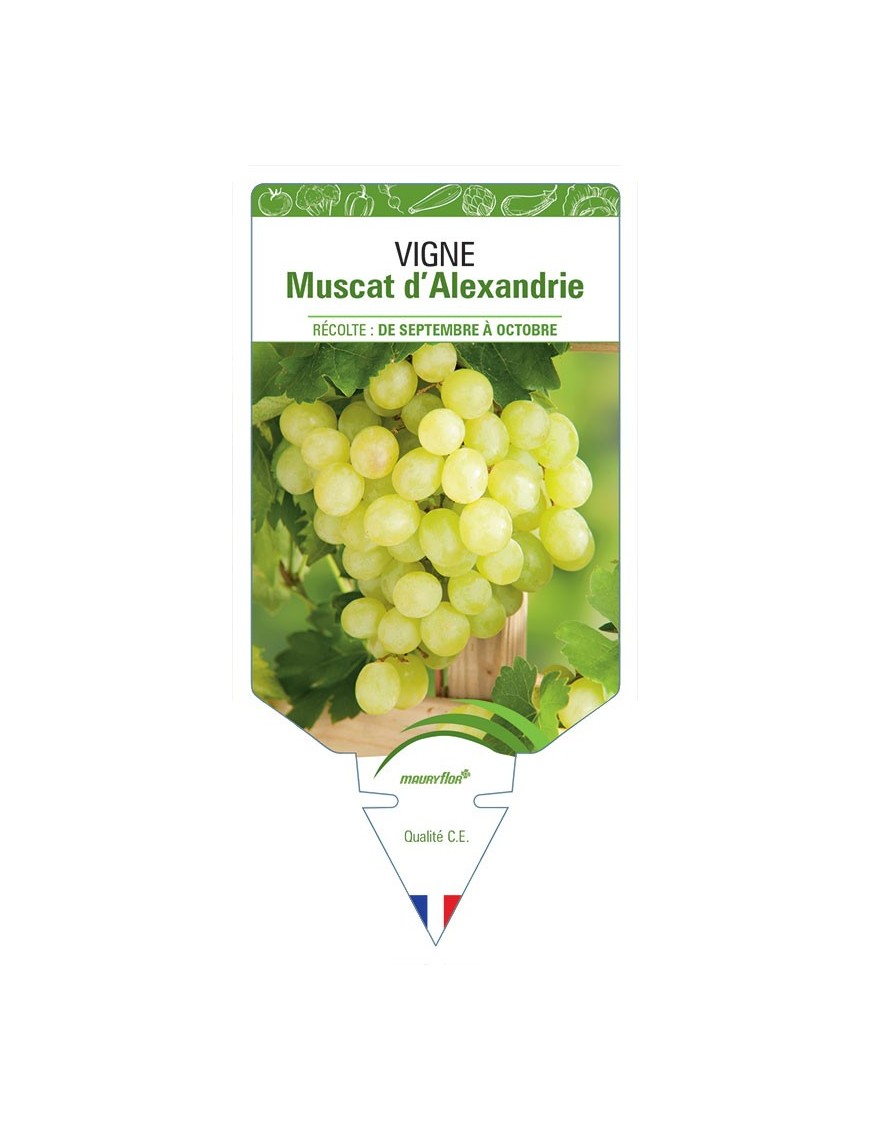VIGNE MUSCAT D'ALEXANDRIE