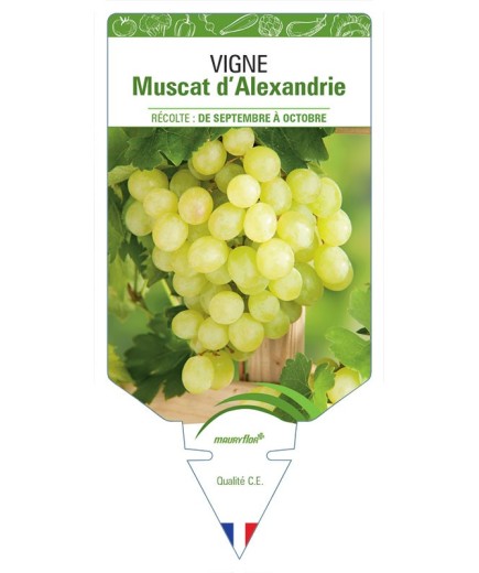 VIGNE MUSCAT D'ALEXANDRIE