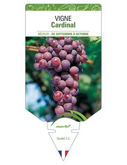 VIGNE CARDINAL