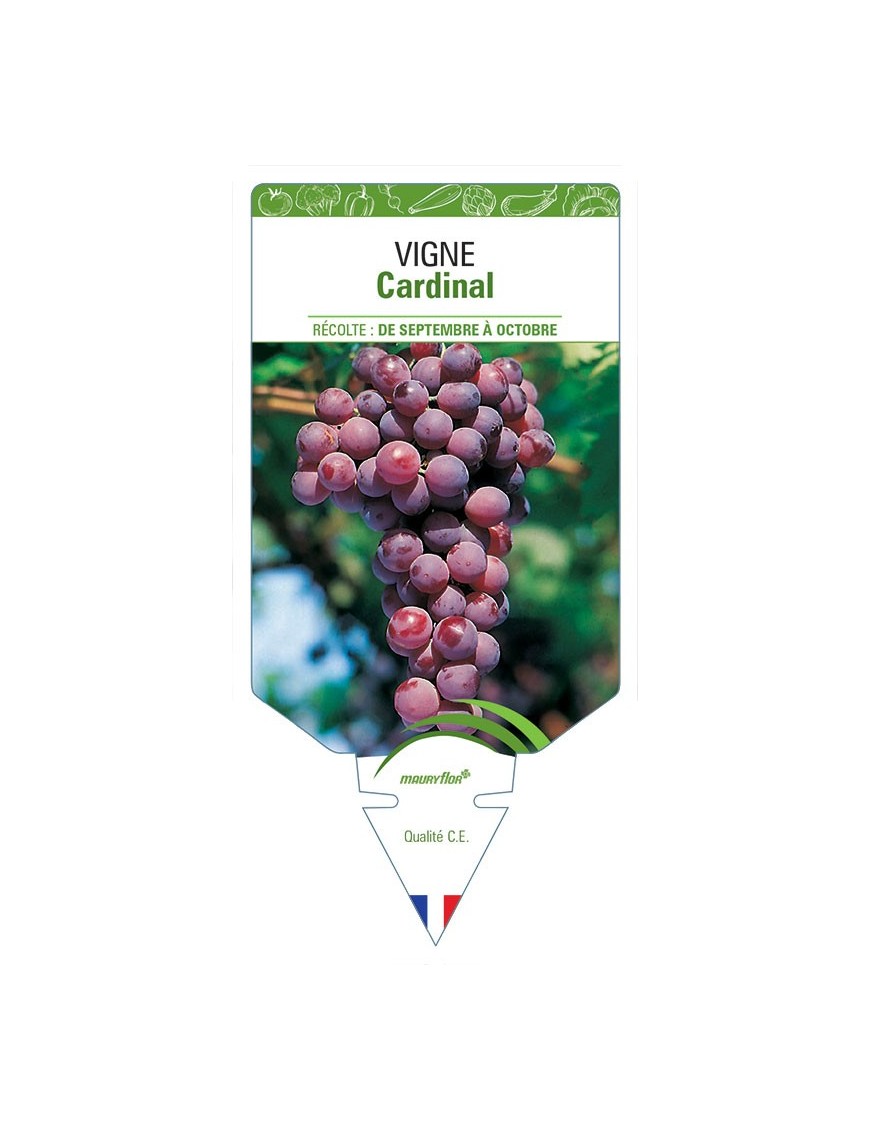 VIGNE CARDINAL