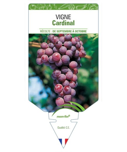 VIGNE CARDINAL