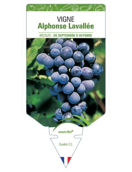 VIGNE ALPHONSE LAVALLEE