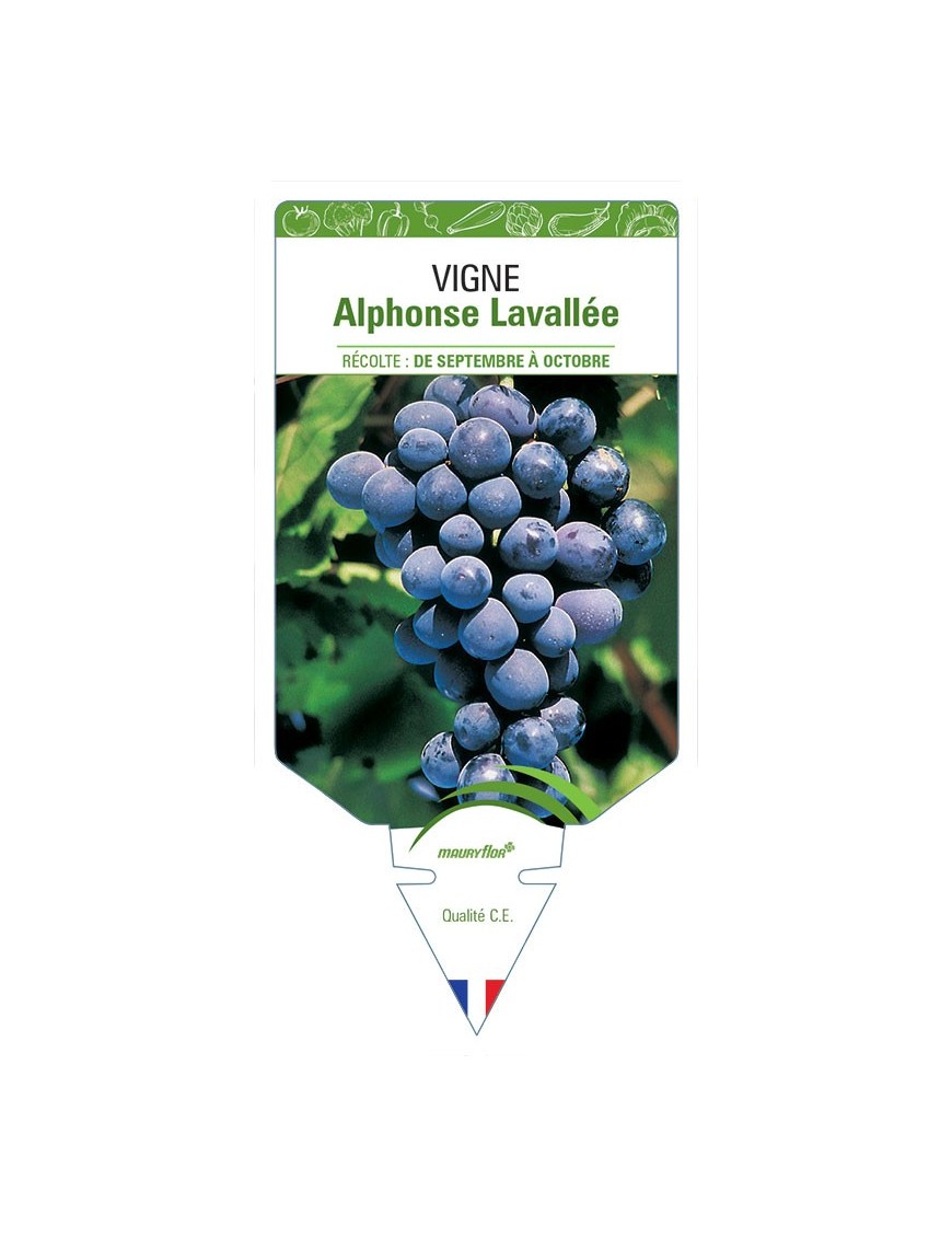 VIGNE ALPHONSE LAVALLEE