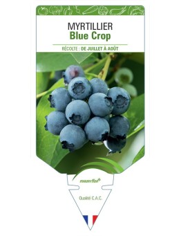 MYRTILLIER BLUE CROP