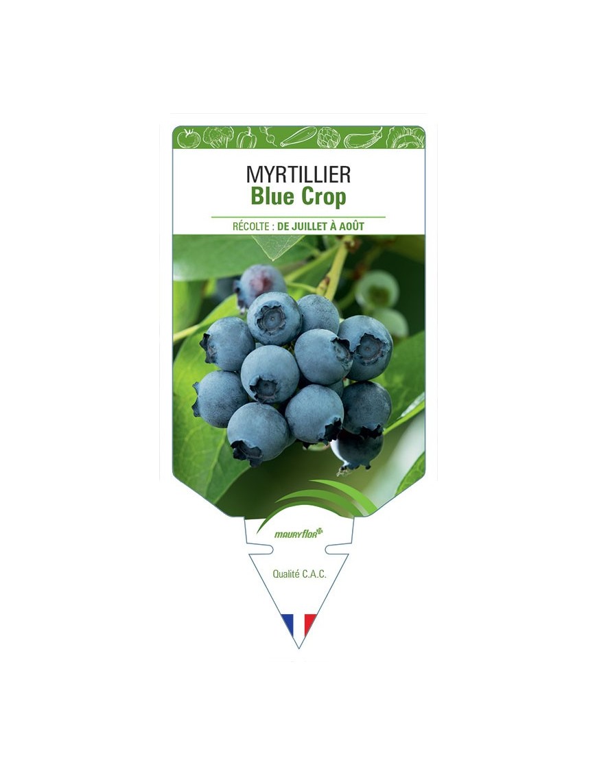 MYRTILLIER BLUE CROP