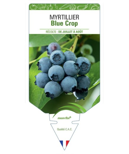 MYRTILLIER BLUE CROP