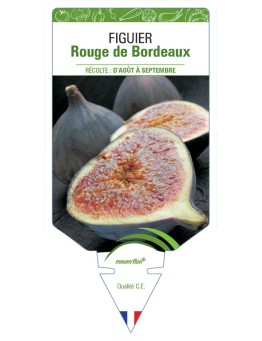 FIGUIER ROUGE DE BORDEAUX