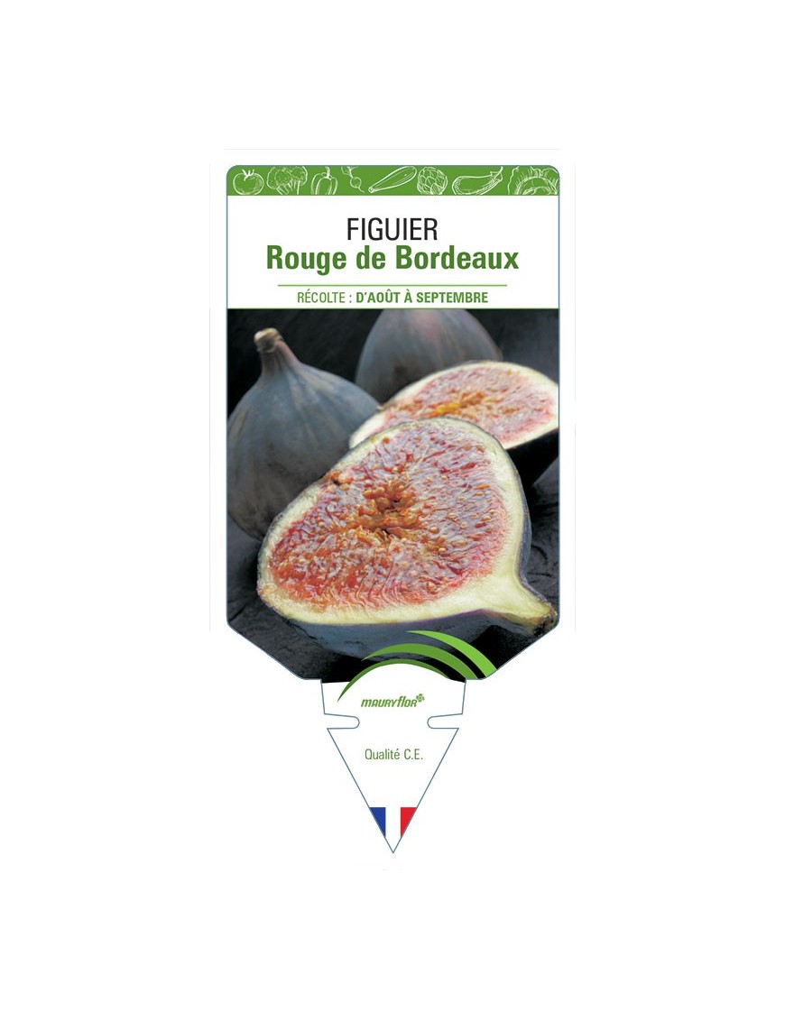 FIGUIER ROUGE DE BORDEAUX