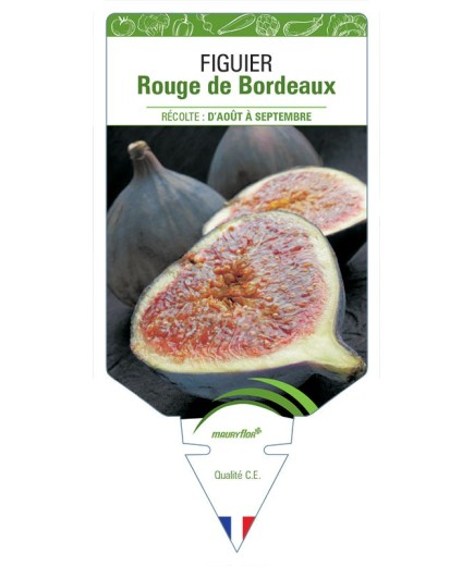 FIGUIER ROUGE DE BORDEAUX