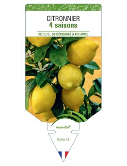 CITRONNIER 4 SAISONS
