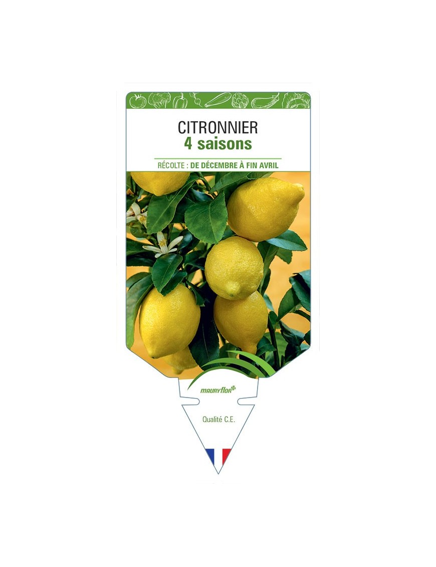 CITRONNIER 4 SAISONS