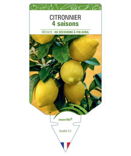 CITRONNIER 4 SAISONS