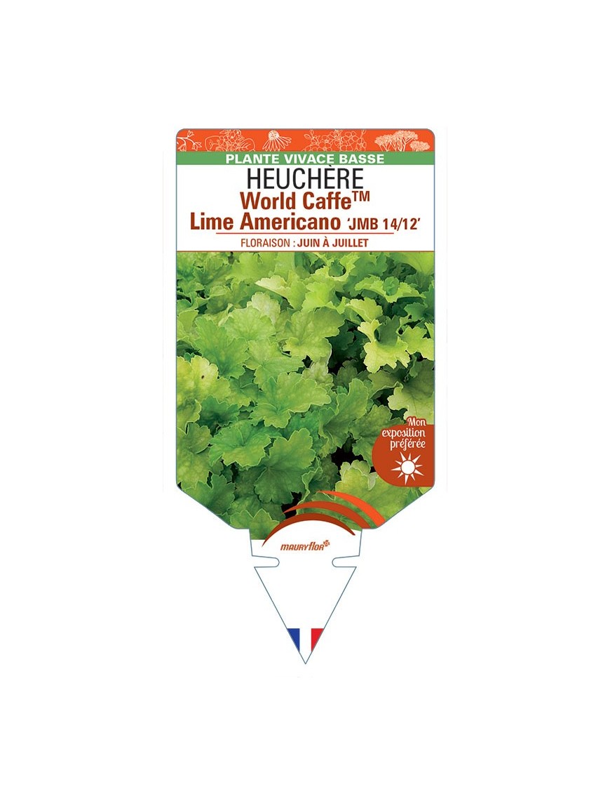HEUCHERA World CaffeTM Lime Americano JMB 14/12