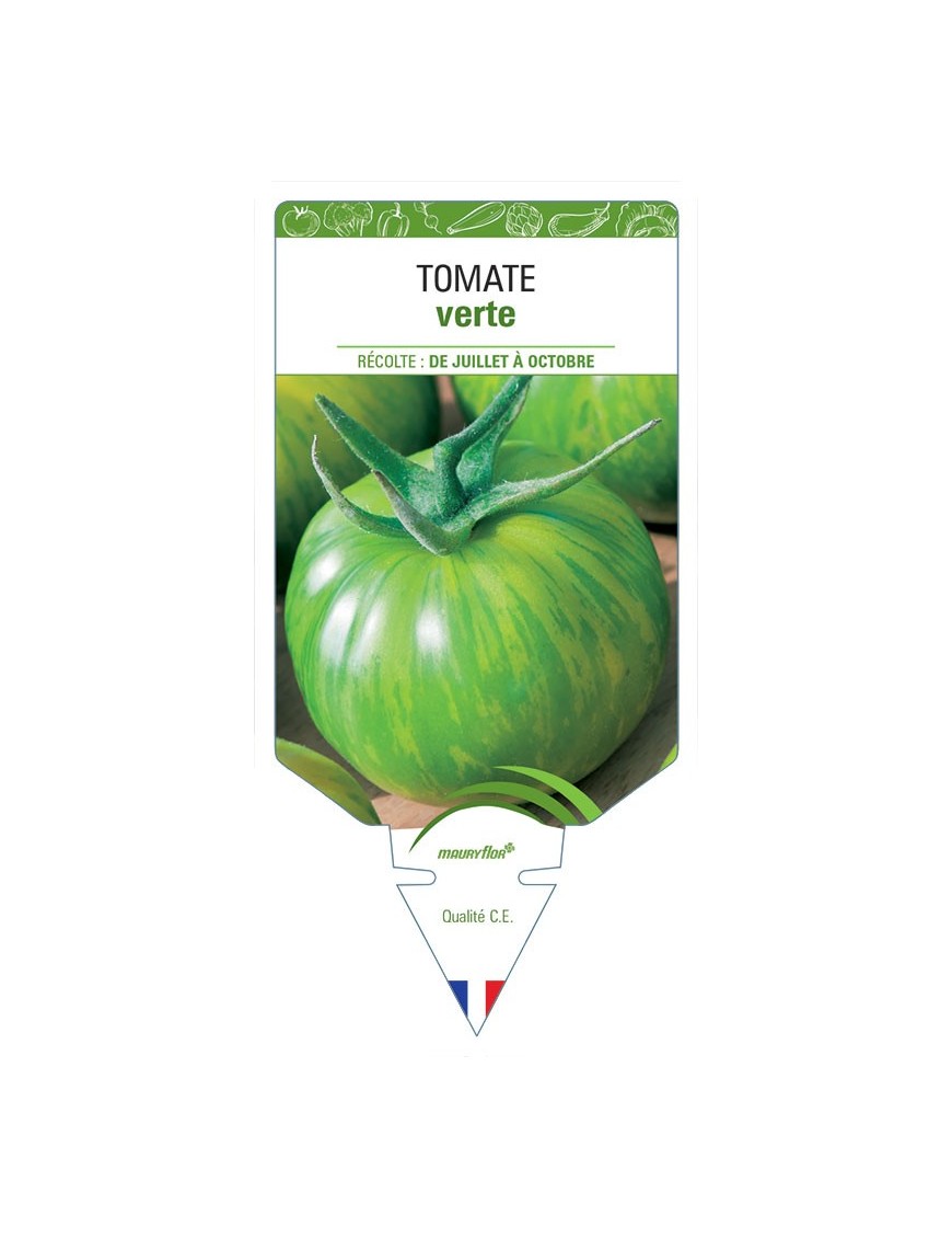 TOMATE VERTE