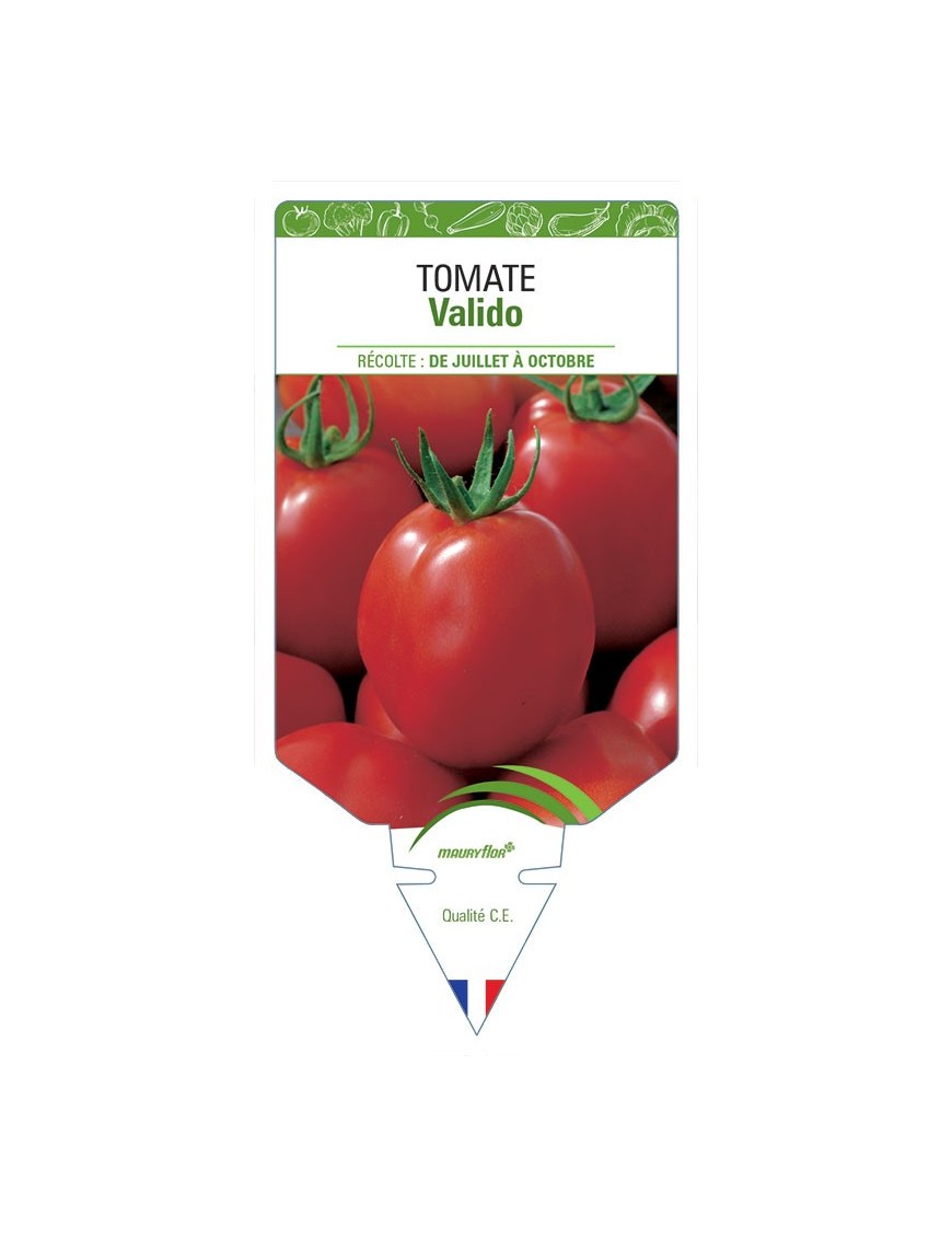 TOMATE VALIDO