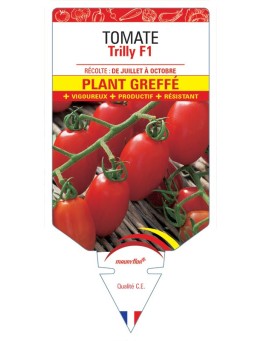 TOMATE TRILLY F1 PLANT GREFFE