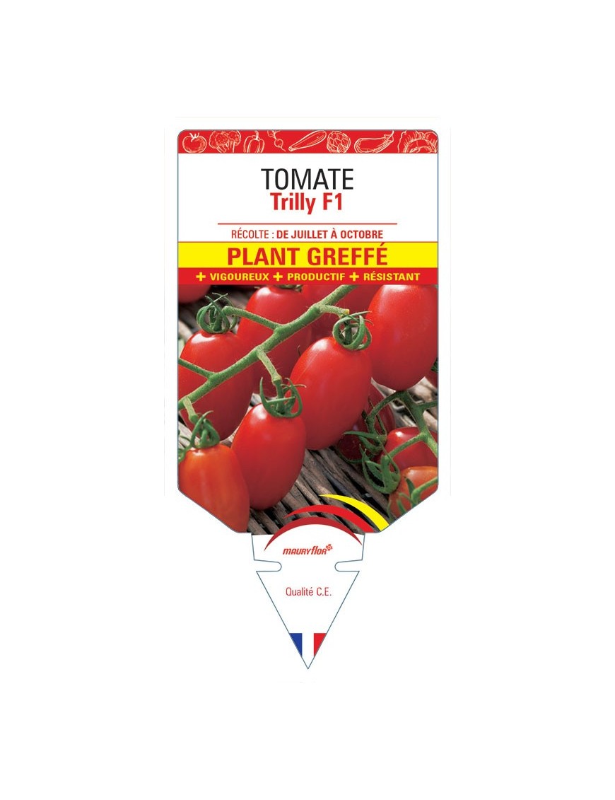 TOMATE TRILLY F1 PLANT GREFFE