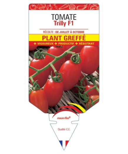 TOMATE TRILLY F1 PLANT GREFFE